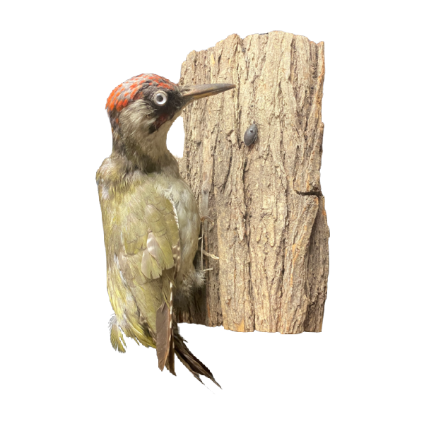 Hunting European Green Woodpecker Taxidermy