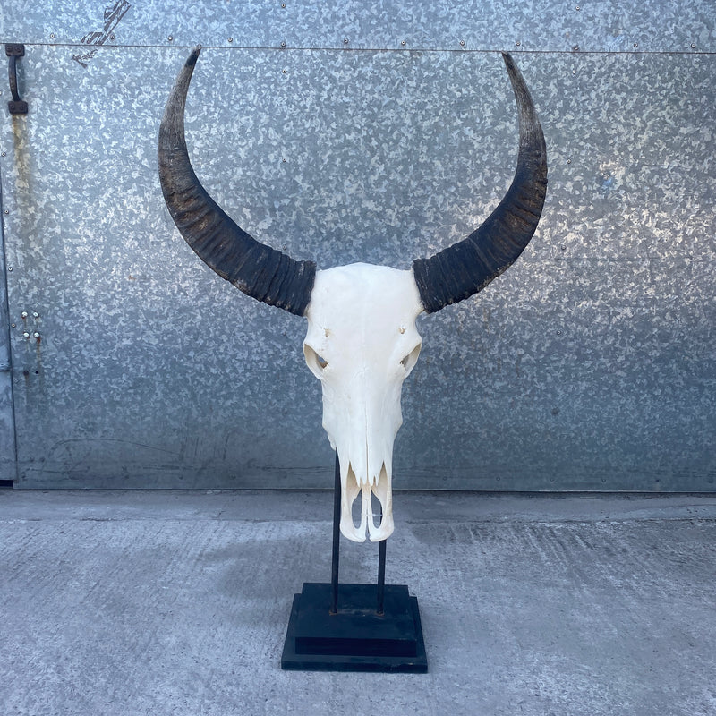 MOUNTED ANTIQUE AFRICAN WATER BUFFALO SKULL & HORNS (H37CM | W8CM)
