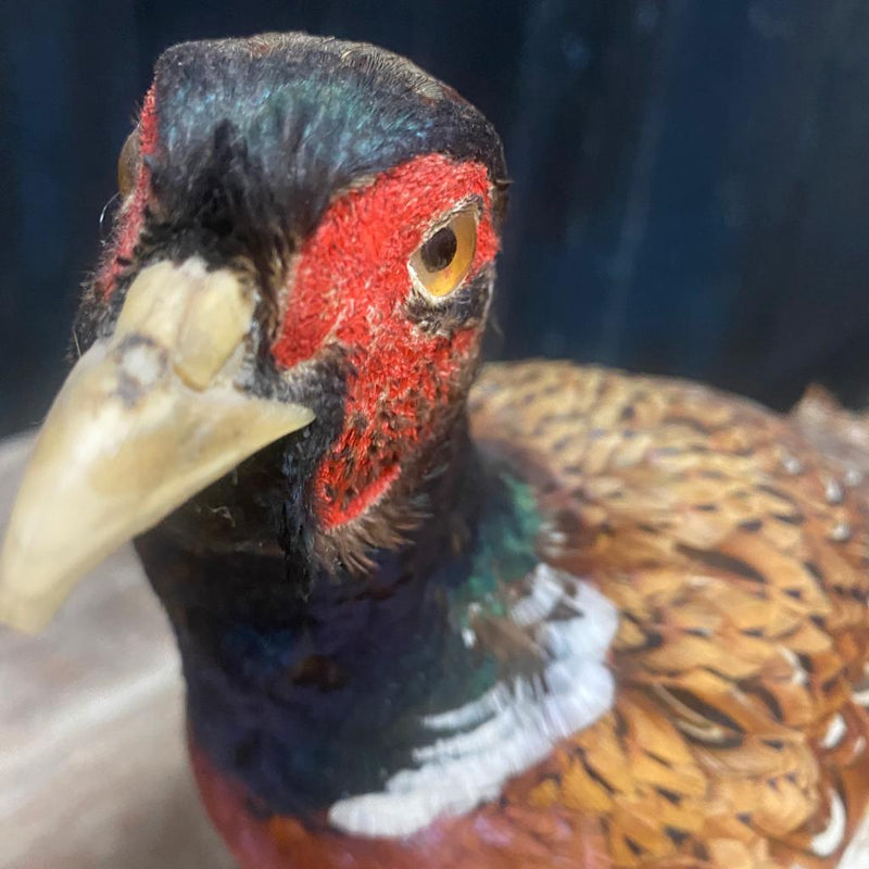 Pheasant Male Ring Necked Taxidermy