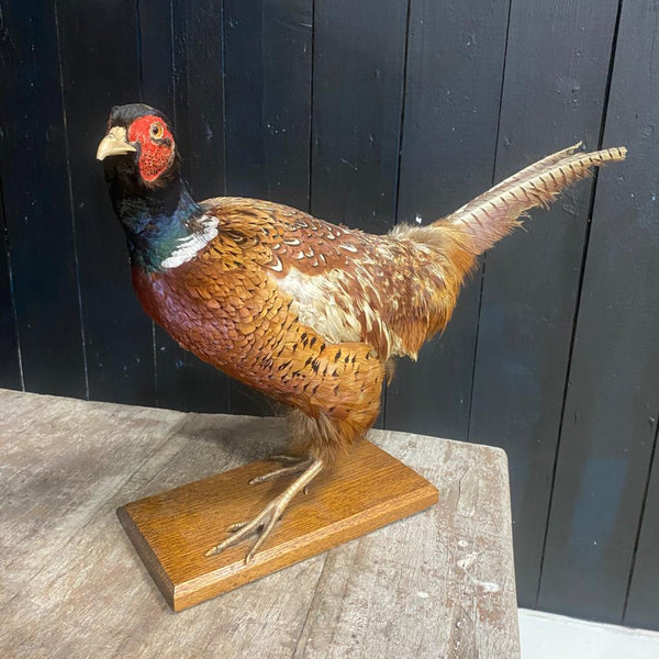 Pheasant Male Ring Necked Taxidermy