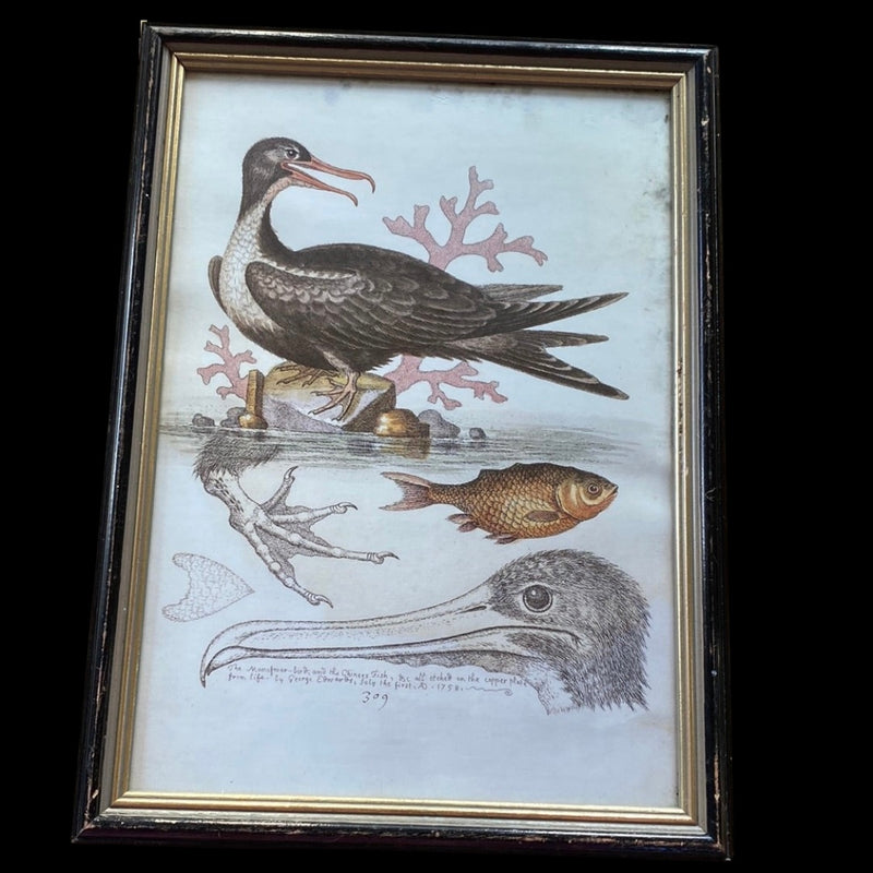Antique Natural History Hand Coloured Print