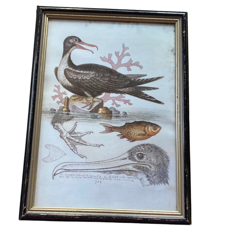 Antique Natural History Hand Coloured Print